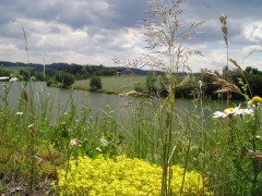 Rybník Markovka u Třebíče